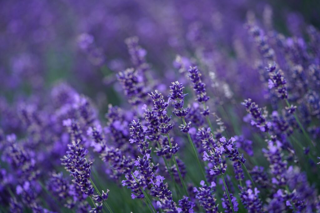 lavender, beautiful flowers, flower background, flower, blossoms, lavender field, nature, violet, lavender flowers, purple, hd wallpaper, flower wallpaper