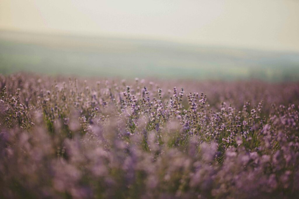 A tranquil lavender field in full bloom under daylight, showcasing nature's beauty.