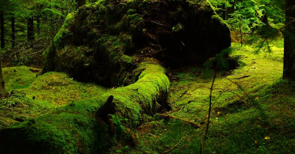 Explore a serene forest scene featuring a moss-covered fallen tree, lush greenery, and tranquil natural beauty.