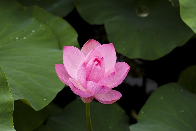 lotus, flower, lotus leaves, lotus flower, pink flower, beautiful flowers, flower wallpaper, petals, pink petals, dew, dewdrops, water droplets, aquatic plants, flora, nature, pond, flower background, plants
